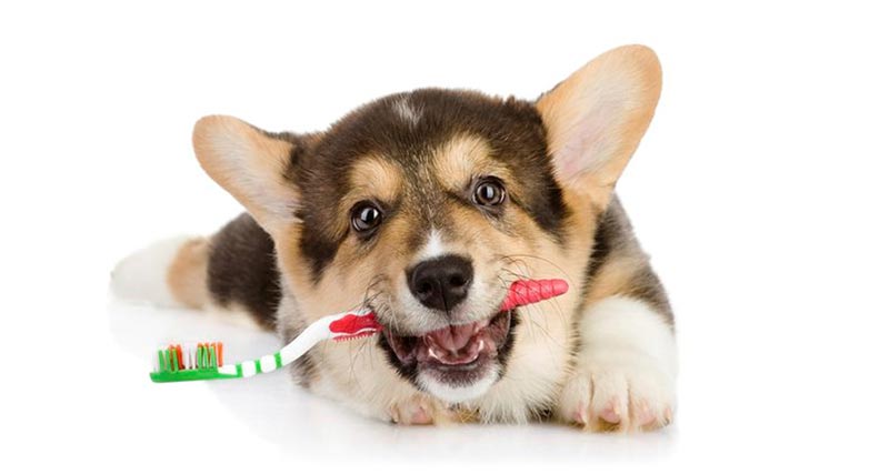 Limpieza dental en perros, más importante de lo que crees